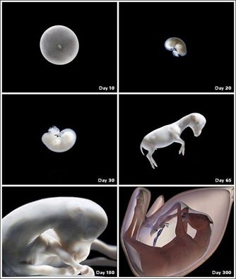 van embryo tot veulen